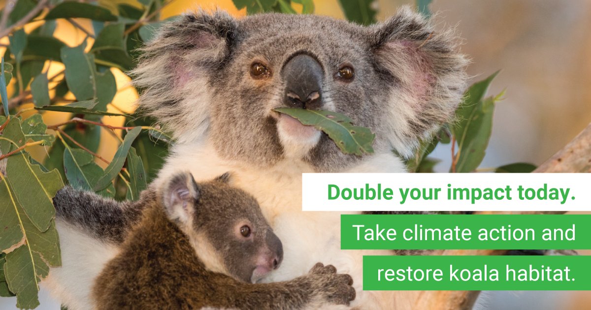 For 48hrs, every $1 you give is doubled. Protect our planet by doubling your impact with Greenfleet &amp; <a href="/single_o/">Single O</a>! Together, we can grow #ClimateHope by restoring our #forests to offset carbon emissions and protect our #wildlife🌳🐨  

 Act now by visiting: …ofy-2023-matched-campaign.raisely.com
