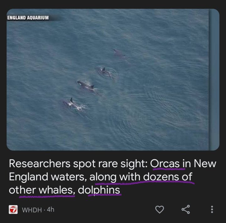 Terrorvision WERE right about the whales and dolphins, yeah.