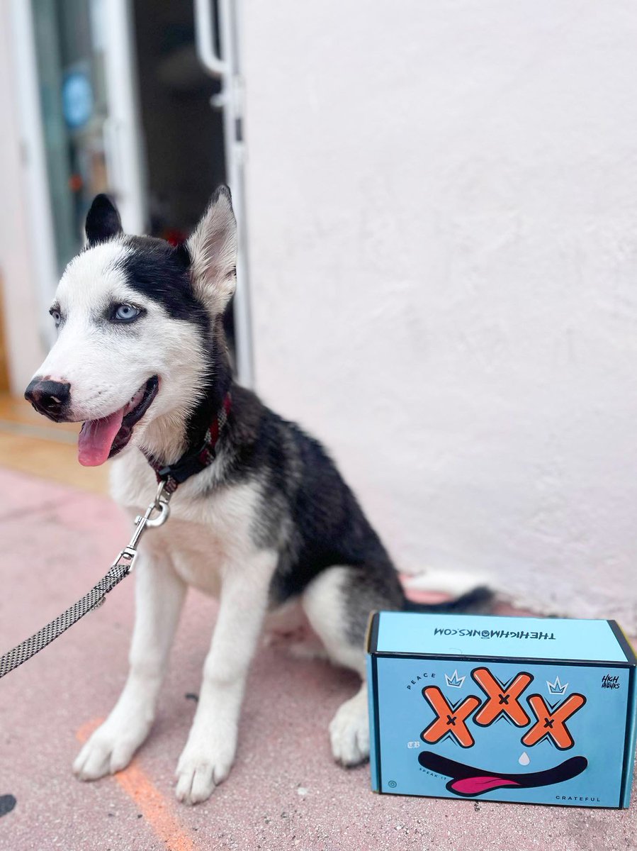 Highmonks puppy 🐶 

Save time get your HighBox delivered straight to your door. 

Shop highbox.me Build your HighBox today get awesome theme with essentials for everyday use and exclusive accessories 🎉
 
<a href="/thehighmonks/">OpenSeed by The High Monks</a>