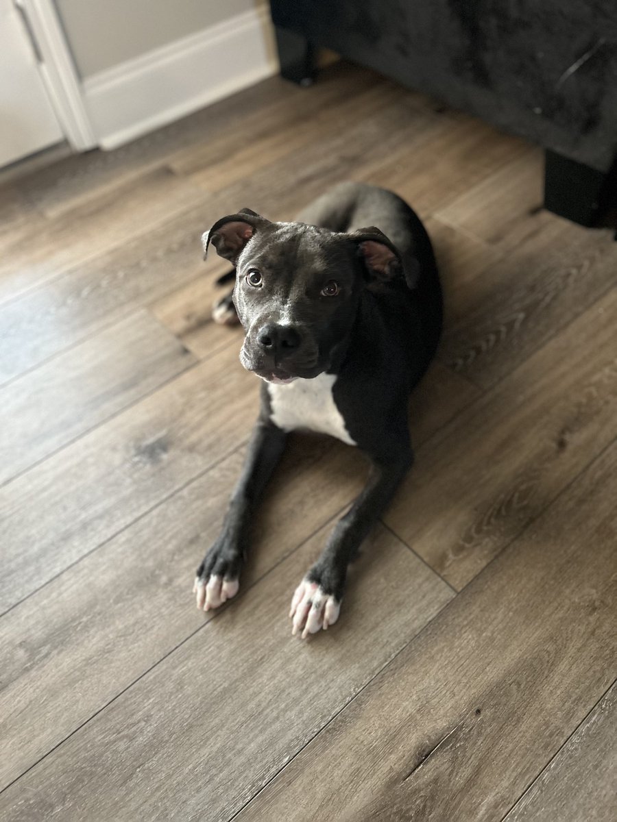 Harmbae's tweet photo. Hello, I have a female dog that needs to be rehomed. She is an energetic American bully. Her name is Azura soon to be 6 months on the 20th of June. Has her rabies vaccination, and is not fixed. She is registered with the American dog breeders association. https://t.co/pOu4UBgcNl