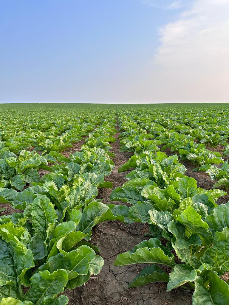 QuattroSeeds's tweet photo. Sugarbeets for days! ☀️@asbg @JTryp #sugarbeets #grower #absugar https://t.co/hbNEhw05yM