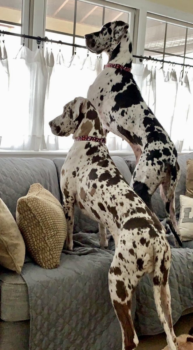 pmohs's tweet photo. @Chewy @ProPlan @cesarmillan Happy National Great Dane Day! #Greatdane #DANEtastic https://t.co/OaR7aSZlUr