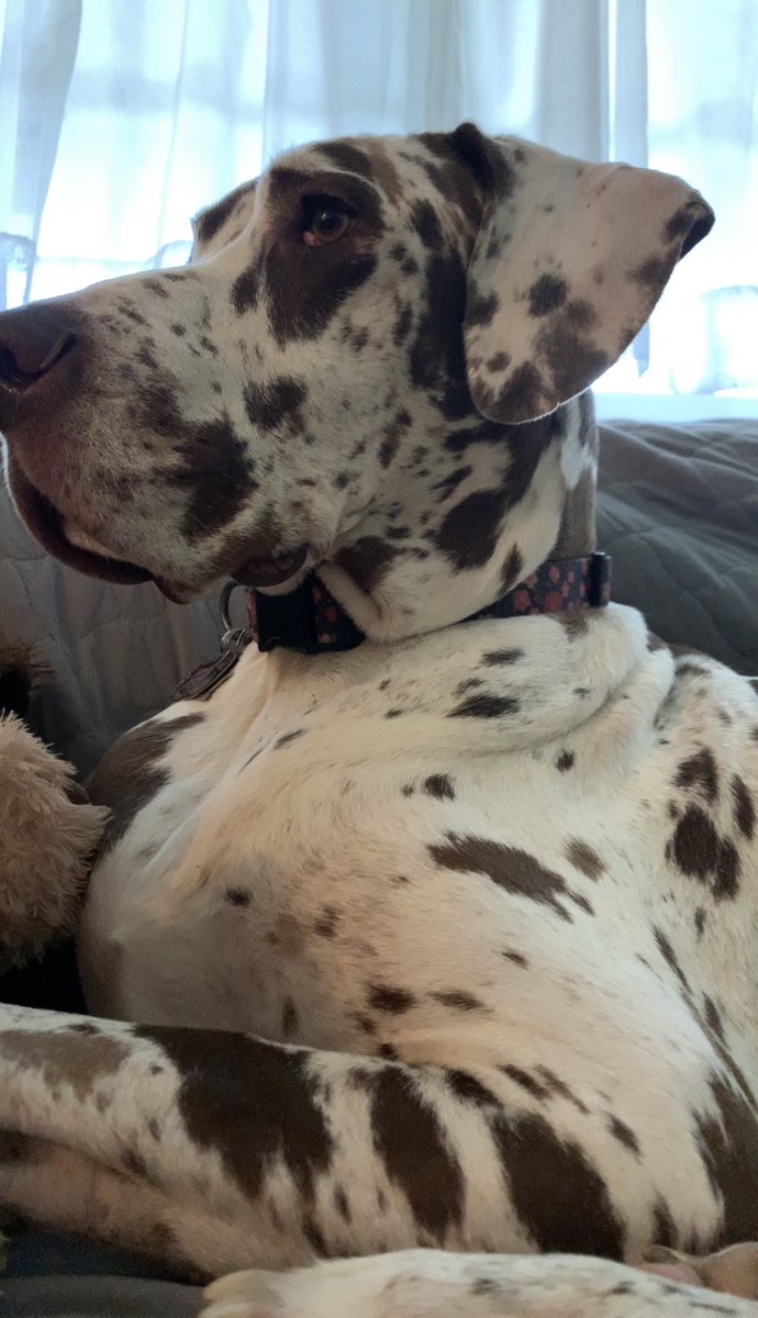 pmohs's tweet photo. @Chewy @ProPlan @cesarmillan Happy National Great Dane Day! #Greatdane #DANEtastic https://t.co/OaR7aSZlUr