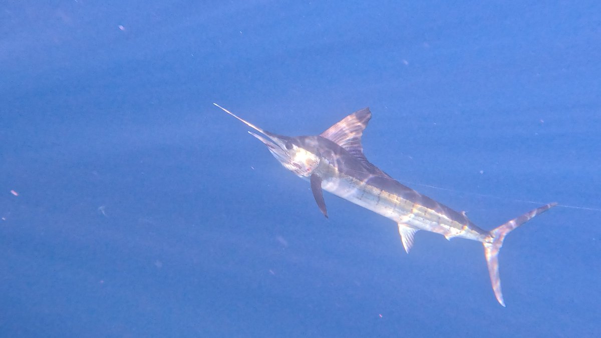 Beautiful striped marlin we caught over in the Sea of Cortez

#fishing #sportfishing #marlinfishing #todossantos