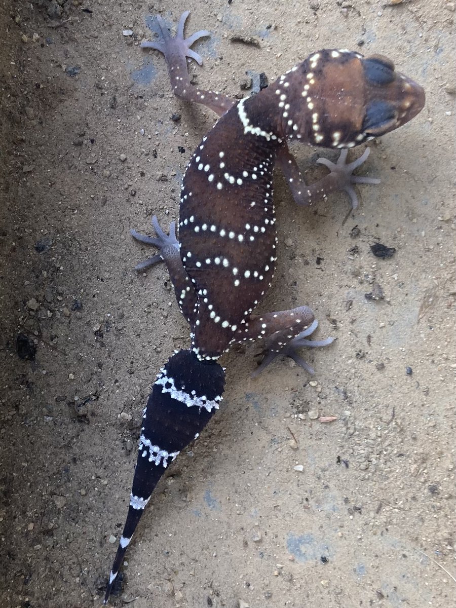 Central West Nature Map featured sighting: Barking Gecko, Thick-tailed Gecko or Underwoodisaurus milii at Cowra, NSW from brunonia: central-west-nsw.naturemapr.org/sightings/4497… #NatureMapr #CitizenScience #biodiversity @CitSciOZ @CowraCouncil @destinationnsw