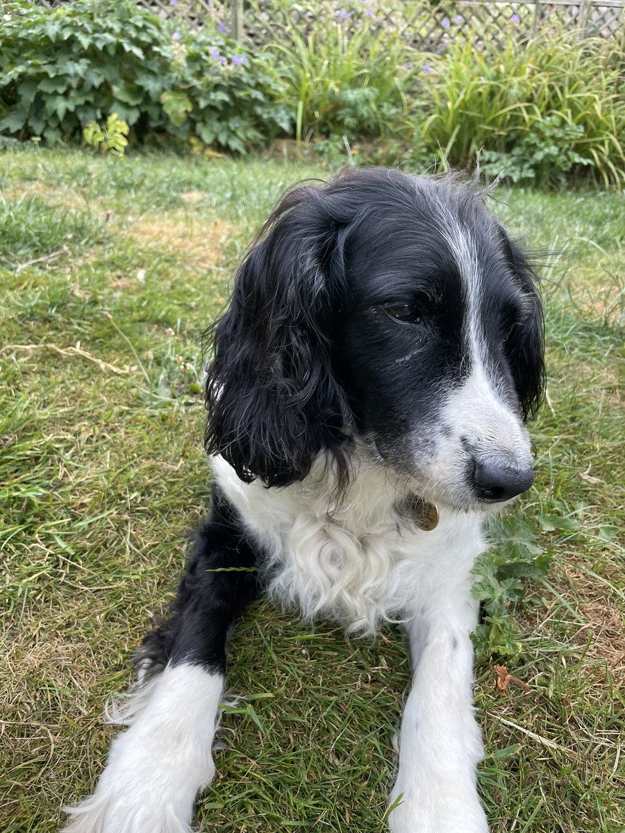 Albertspanners Dad tweet media