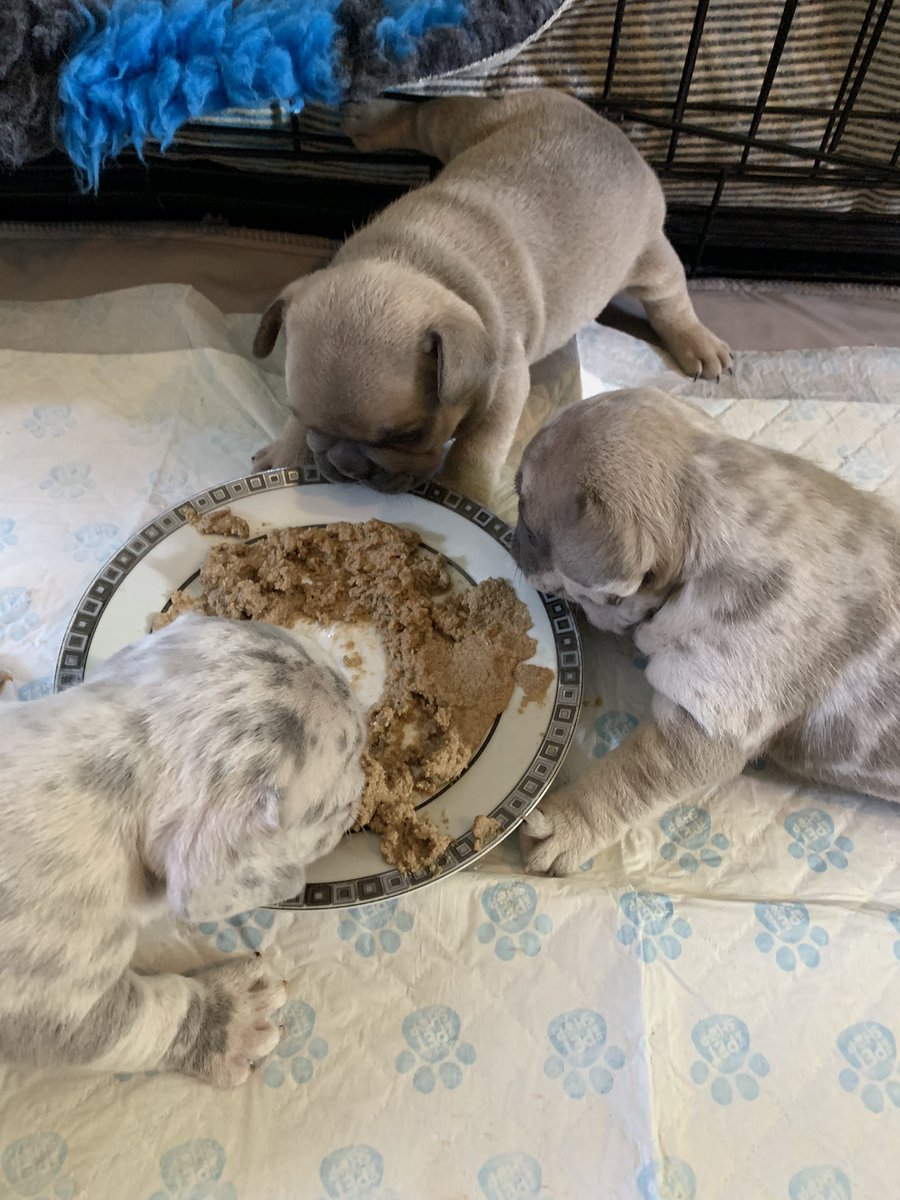 crownabullz's tweet photo. Absolutely stunning litter 💎💎💎 super proud of  🐶 …… 
👑 HONEY NECTAR BEA 👑 #dog #dogs #pup #puppies #Frenchie #frenchielife #frenchielove #frenchbulldogs #cute 😁 https://t.co/uvvVmFY4F4