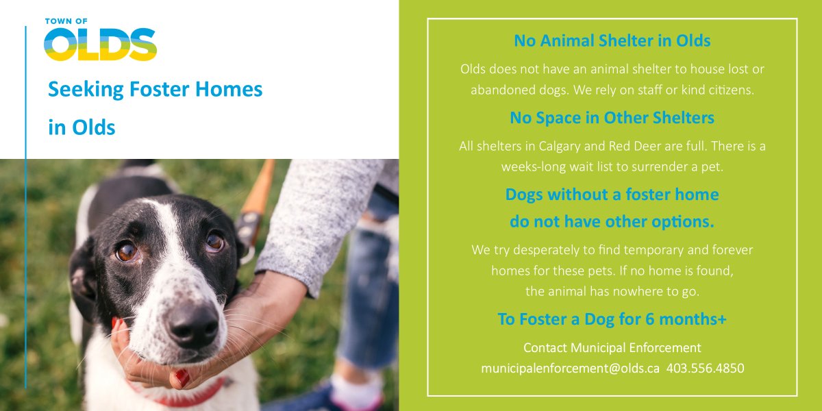 TownOfOlds's tweet photo. There is an urgent need for dog foster homes in Olds. If you can foster an abandoned dog, please register today. https://t.co/XnUgpQ8ol4
#TownOfOlds #OldsAB #MyOlds #fosteradog https://t.co/07sH27aPCO