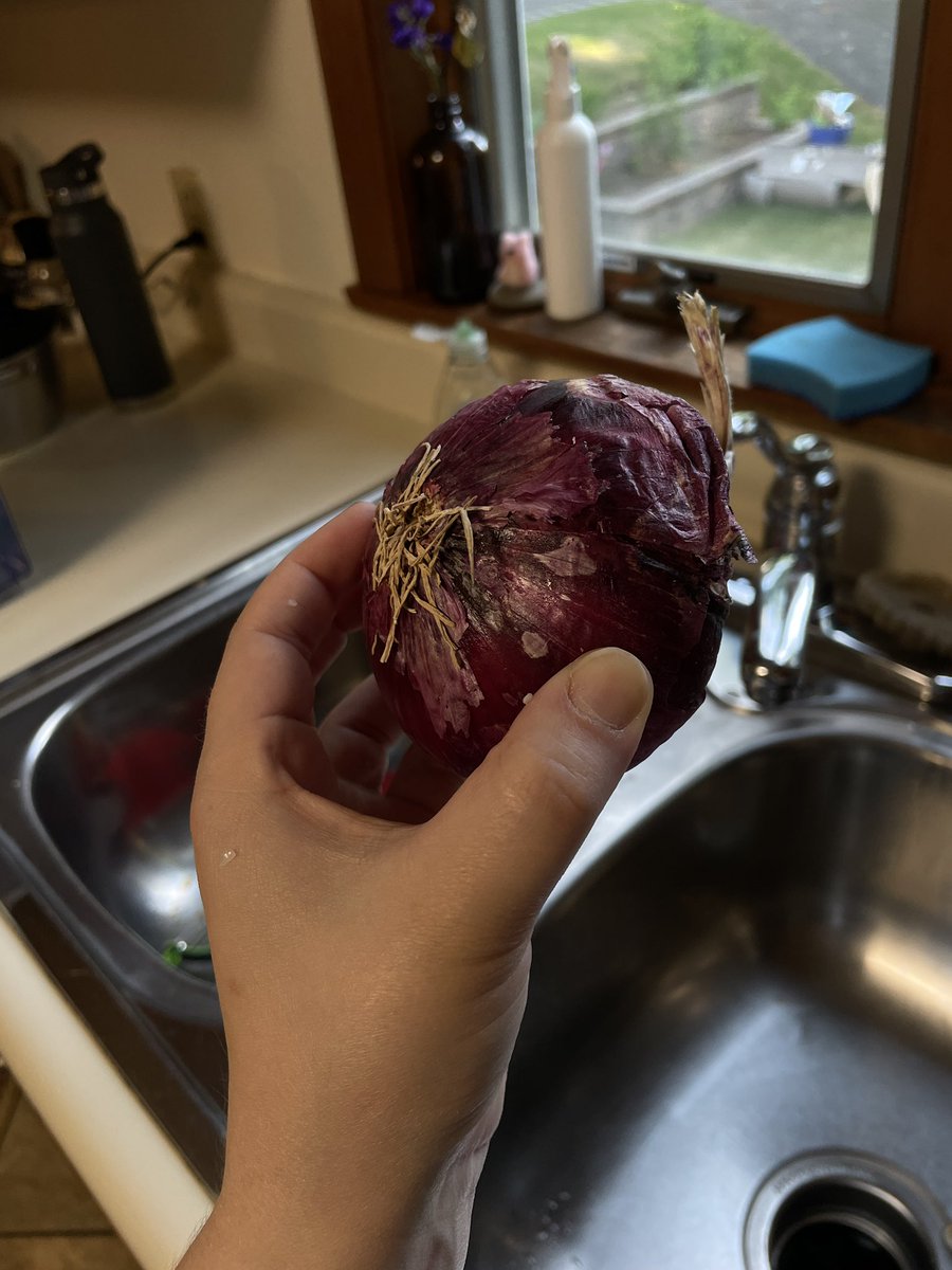 sunniesar's tweet photo. is @HelloFresh actually fresh? I got a moldy onion this week 😒 racking up my free meals count to four weeks of free meals now #goodbyefresh https://t.co/DDsb3mbnSn