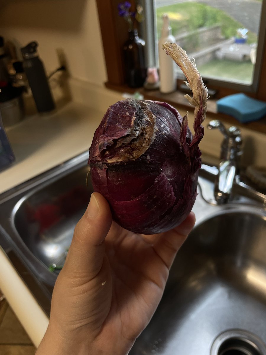 sunniesar's tweet photo. is @HelloFresh actually fresh? I got a moldy onion this week 😒 racking up my free meals count to four weeks of free meals now #goodbyefresh https://t.co/DDsb3mbnSn