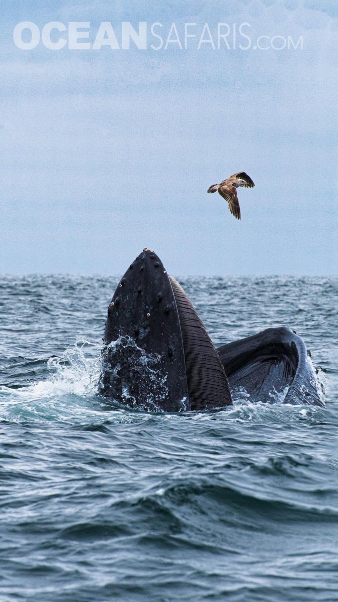SafariMonterey's tweet photo. This Humpback Whale is named "Percent"  maybe because of the marking on the fluke look like a %  
On 06/10/23 this whale breached and spy hopped, pec slapped. tail slapped and more for us for over an hour in Monterey Bay. https://t.co/DXIokewcgx