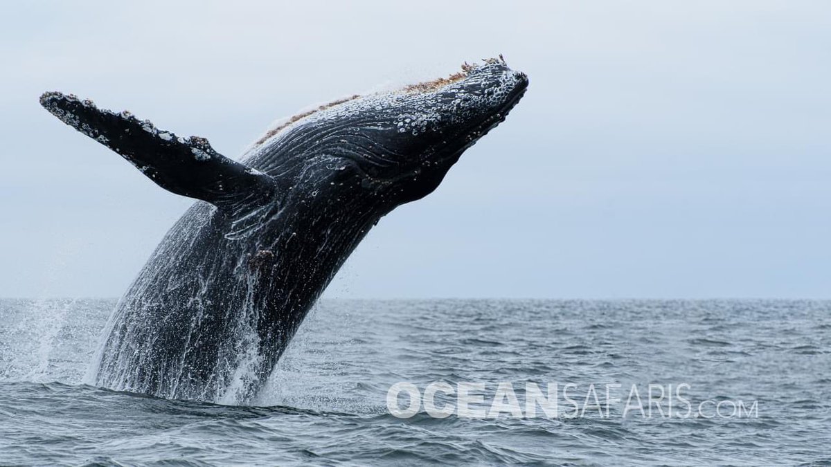 SafariMonterey's tweet photo. This Humpback Whale is named "Percent"  maybe because of the marking on the fluke look like a %  
On 06/10/23 this whale breached and spy hopped, pec slapped. tail slapped and more for us for over an hour in Monterey Bay. https://t.co/DXIokewcgx