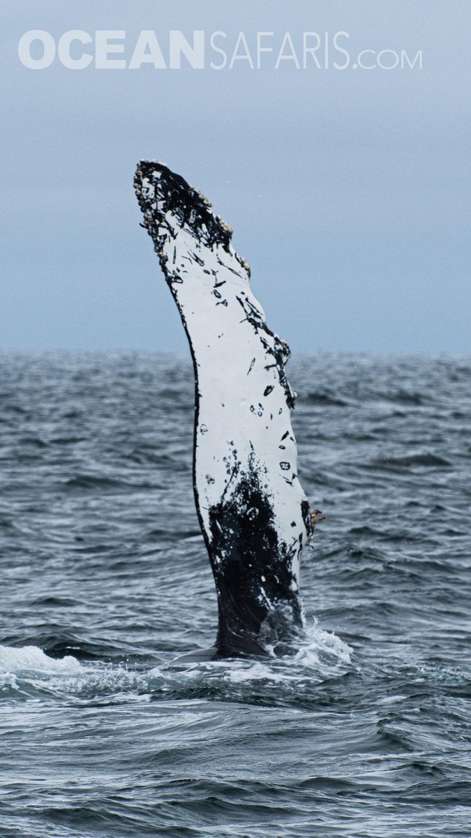 SafariMonterey's tweet photo. This Humpback Whale is named "Percent"  maybe because of the marking on the fluke look like a %  
On 06/10/23 this whale breached and spy hopped, pec slapped. tail slapped and more for us for over an hour in Monterey Bay. https://t.co/DXIokewcgx