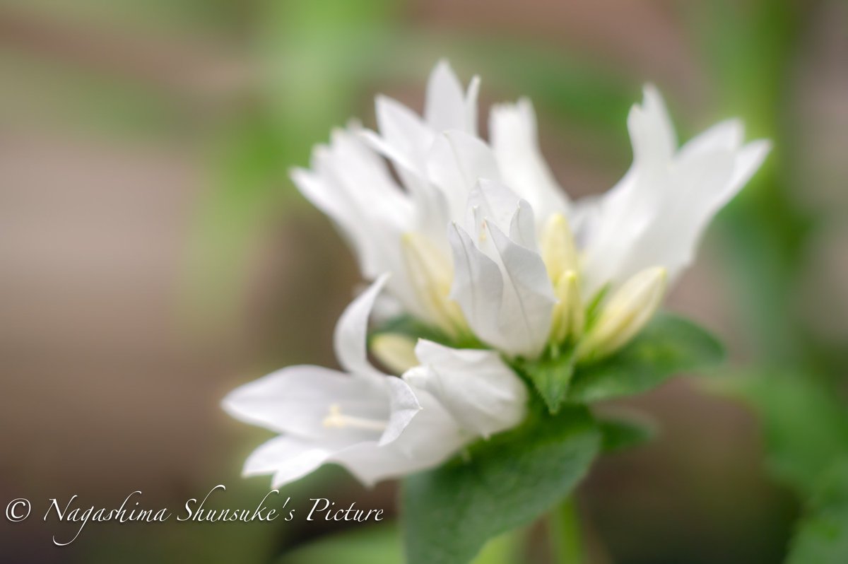 花
#花 #Nikon #植物 #写真 #梅雨 #九州 #野草 #熊本県 #阿蘇 #写真好きな人と繋がりがたい #ファインダー越しの私の世界