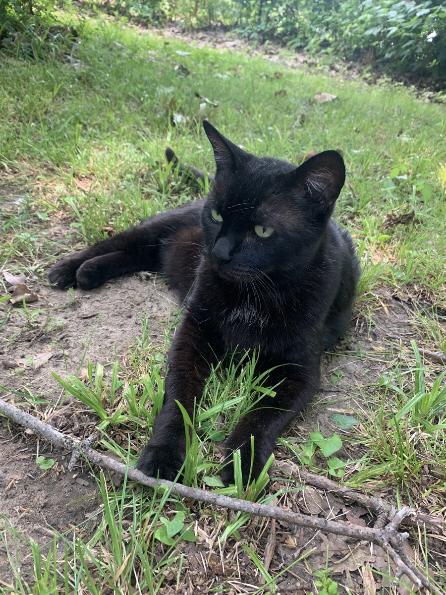 OKstormknight's tweet photo. The Kitty Casanova getting a little time in the outside. #cat #blackcat https://t.co/XcfkaKq1B0