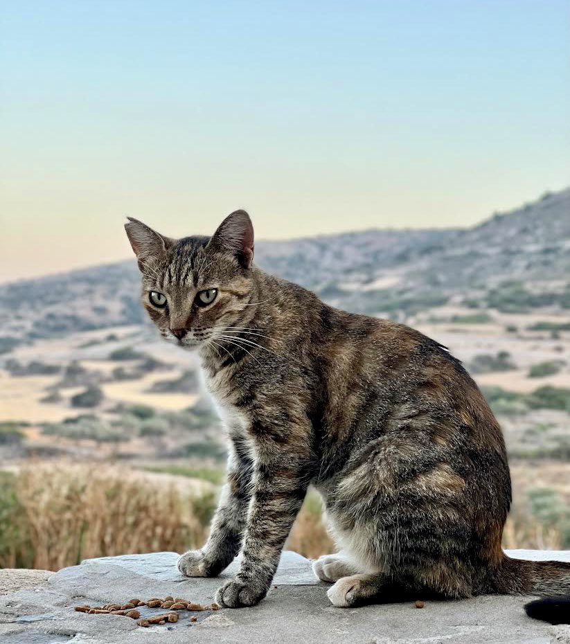 Meet Ziggy, pictured at dusk in the hilltop cat colony on this Greek island.
This beautiful spayed female is one of the Aegean cats our kind volunteer cares for.
You can help the #cats by donating now to fund vital healthcare & food. Purr!
#CatsAreFamily 
gofundme.com/f/cats-of-irak…