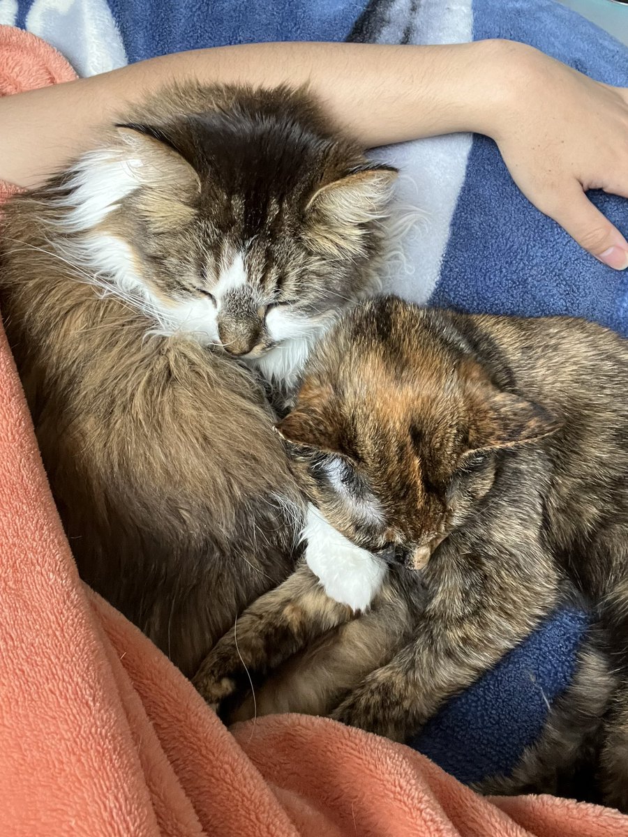 kalbeen's tweet photo. Y’all need to see how stinkin cute my babies are when I wake up with them sleeping next to me LIKE THIS 😤😤🥰😤 https://t.co/x5ZruVThju