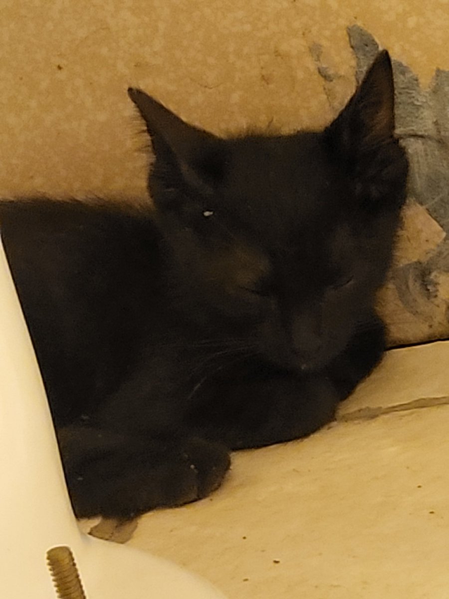 Meet Eclipse, my little baby girl 🥹