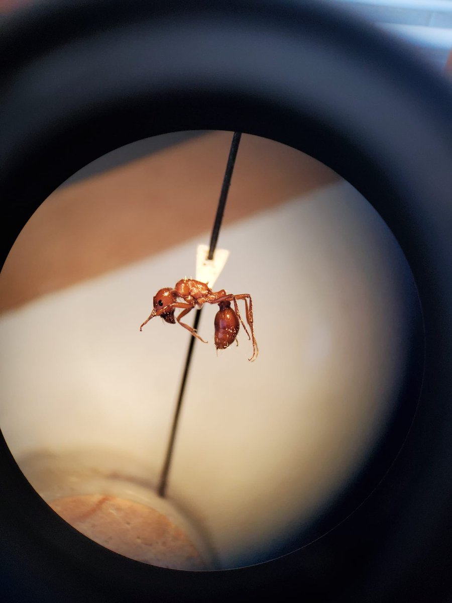 Manu__Ramalho's tweet photo. Pinning ants at #RamalhoLab with my awesome student @Jonathassci ! 
Fun summer day! #WCU  #Ants 🥰🐜 #Taxonomy #Entomo #NewPI https://t.co/wkIMHM70we