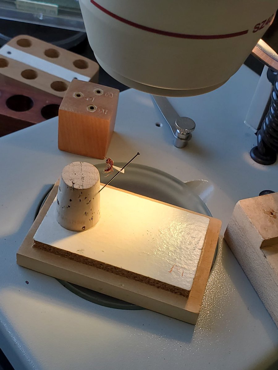 Manu__Ramalho's tweet photo. Pinning ants at #RamalhoLab with my awesome student @Jonathassci ! 
Fun summer day! #WCU  #Ants 🥰🐜 #Taxonomy #Entomo #NewPI https://t.co/wkIMHM70we
