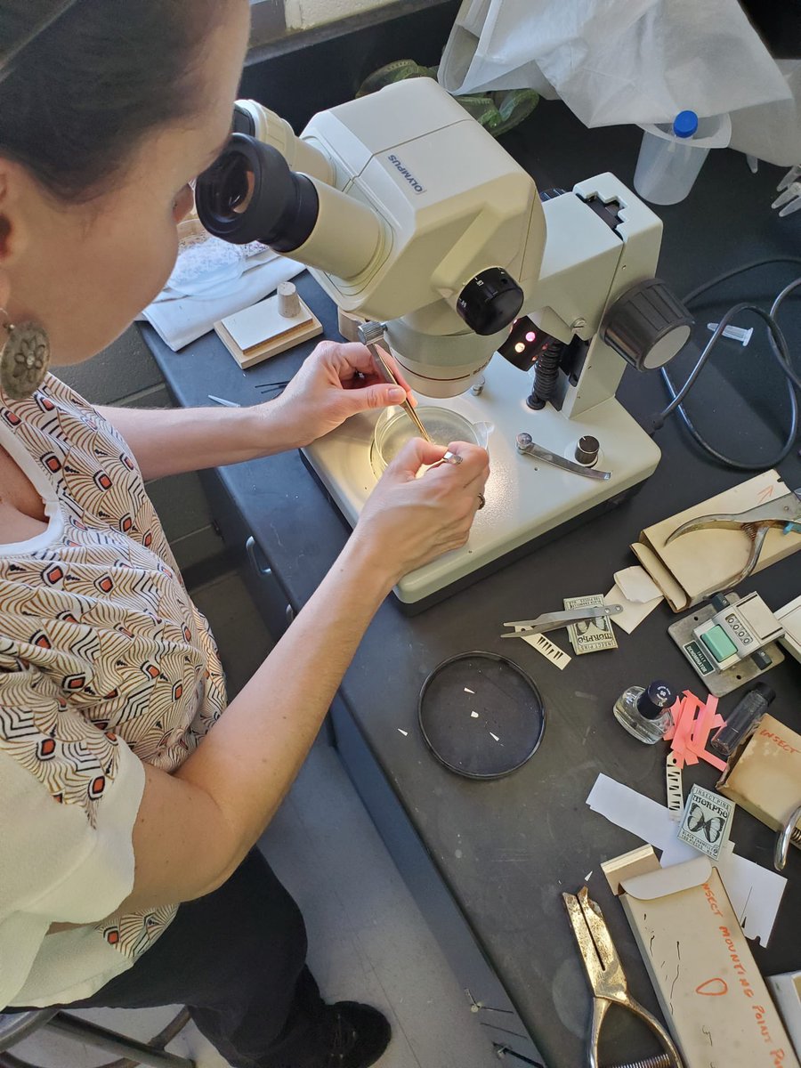 Manu__Ramalho's tweet photo. Pinning ants at #RamalhoLab with my awesome student @Jonathassci ! 
Fun summer day! #WCU  #Ants 🥰🐜 #Taxonomy #Entomo #NewPI https://t.co/wkIMHM70we