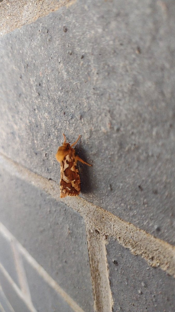 o__olver's tweet photo. I think this moth I saw when I was leaving the lab today is a map-winged swift moth (Korscheltellus fusconebulosa)?? #30DaysWild #mothID https://t.co/SUmXJcNWeM