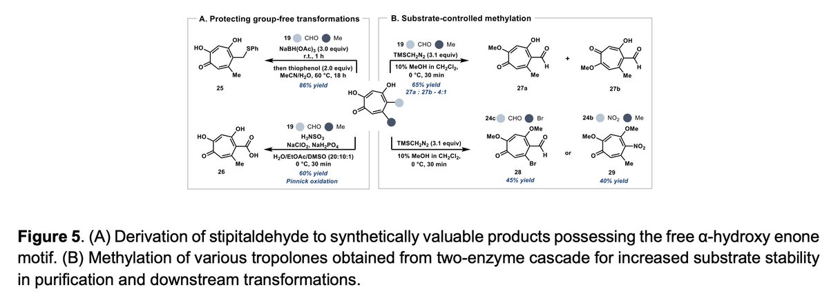 #Enzyme Library-enabled #Chemoenzymatic Tropolone Synthesis by @JCPerkins23, Alexandra Golliher, @joserhern1, @AtsauSaucedo, @tyler_doyon, @AlisonNarayanUM @NarayanLab at @MichiganChem @UMLifeSciences in @ChemRxiv chemrxiv.org/engage/chemrxi…