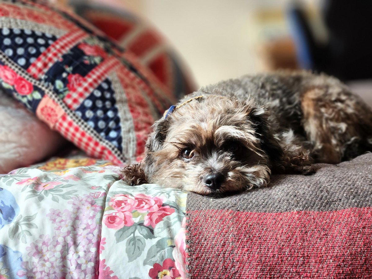 cocoinkitchen's tweet photo. Back to work with my adorable furry friend. 🐾 

#Rescue #terrier #mutt #dog #mansbestfriend https://t.co/c9yLYBvsQ5