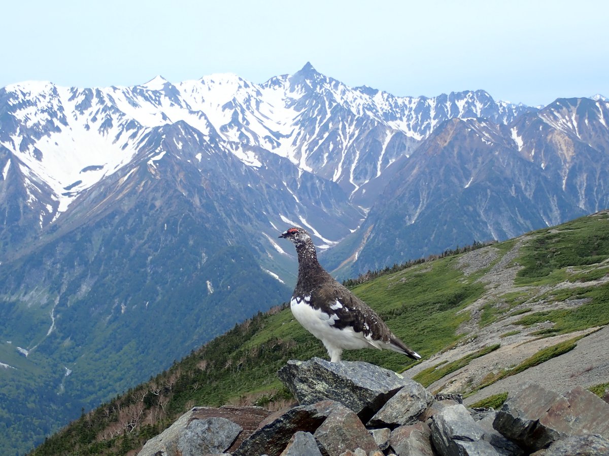 雷鳥と槍ヶ岳

6月の北アルプス登山