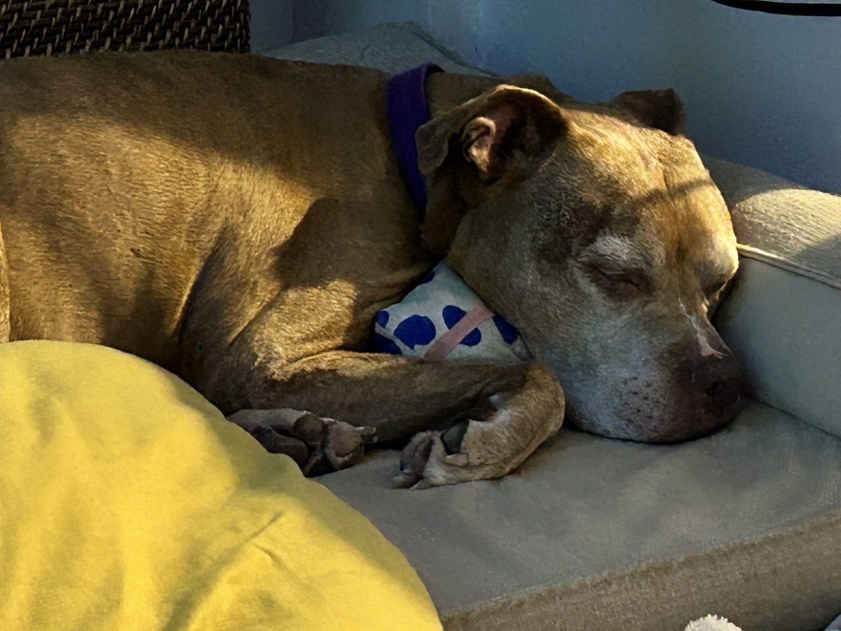 Sleeping with her “present” toy.