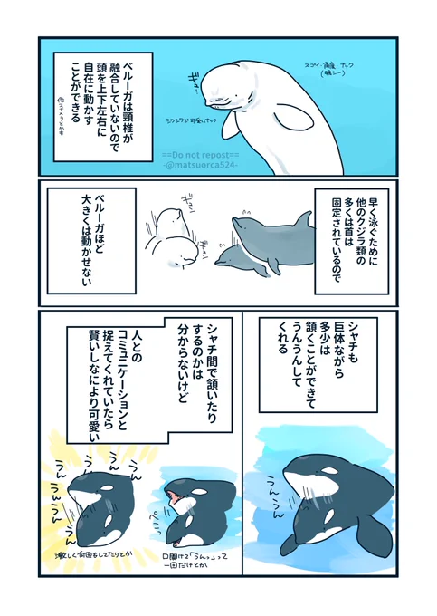 大きいシャチの小さい話17 シャチのうんうんうんうん可愛い
