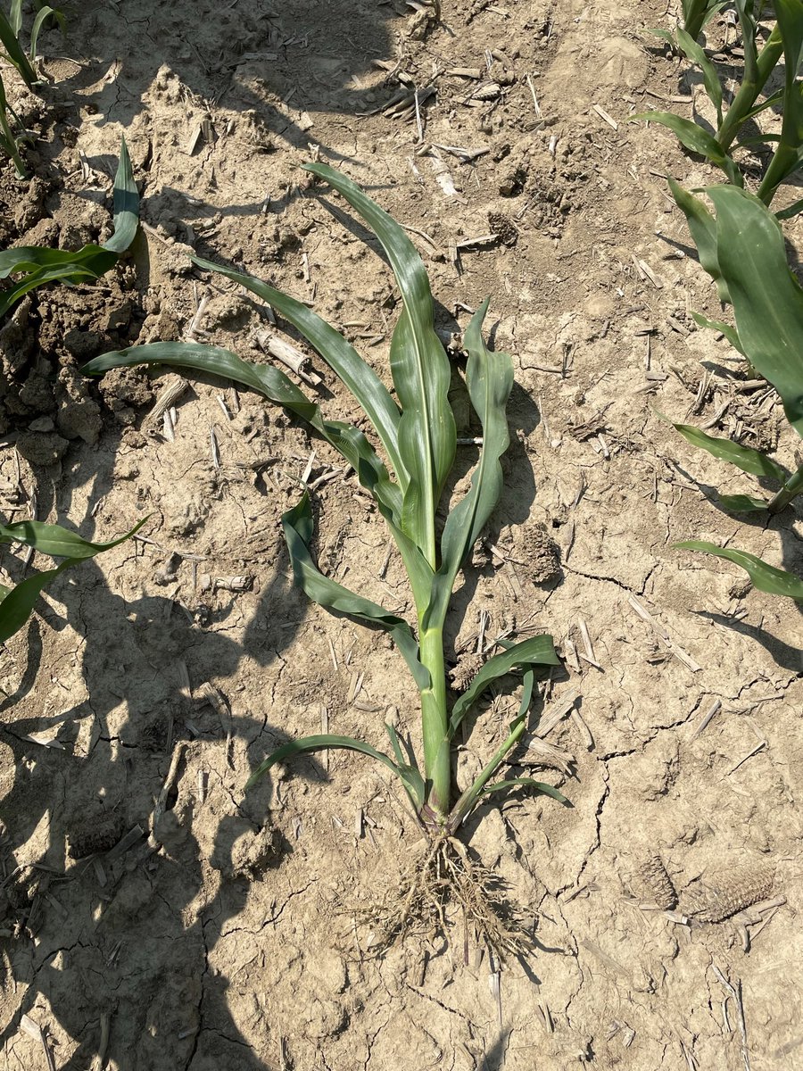 Renbarger Farms #Preceon #SmartCornSystem trial in Howard County, IN came up quickly &amp; is looking great! We’ve seen impressive emergence out of the #ShortStatureCorn hybrids. #Grow23 #ExpectedSoon #WinningHasRoots #BayerUp <a href="/Asgrow_DEKALB/">DEKALB Asgrow Seed</a> <a href="/BayerTraits/">Bayer Traits & Systems</a> <a href="/Bayer4CropsUS/">Bayer U.S. 🇺🇸 | Crop Science</a> @BayerCornUSA