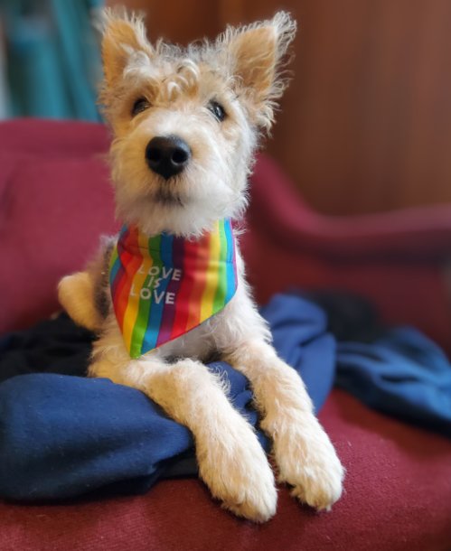 WhereTrueLoveIs's tweet photo. My office companion.
#PenelopePumpernickle
#PridePets #Pride2023 https://t.co/1wi8JpcIBk