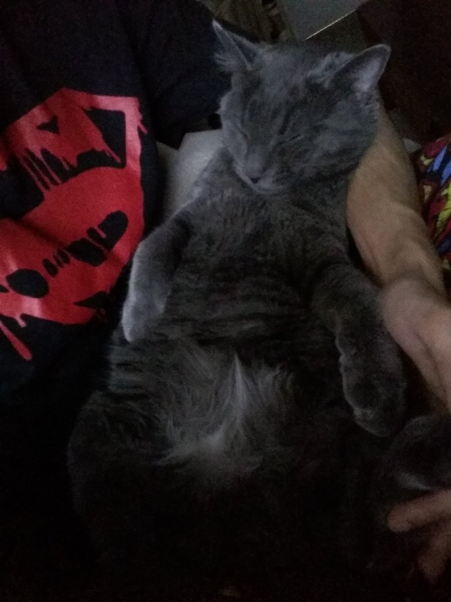 ImSoNiitro's tweet photo. @iFooYa My cat does the same https://t.co/1V8dexbkPD