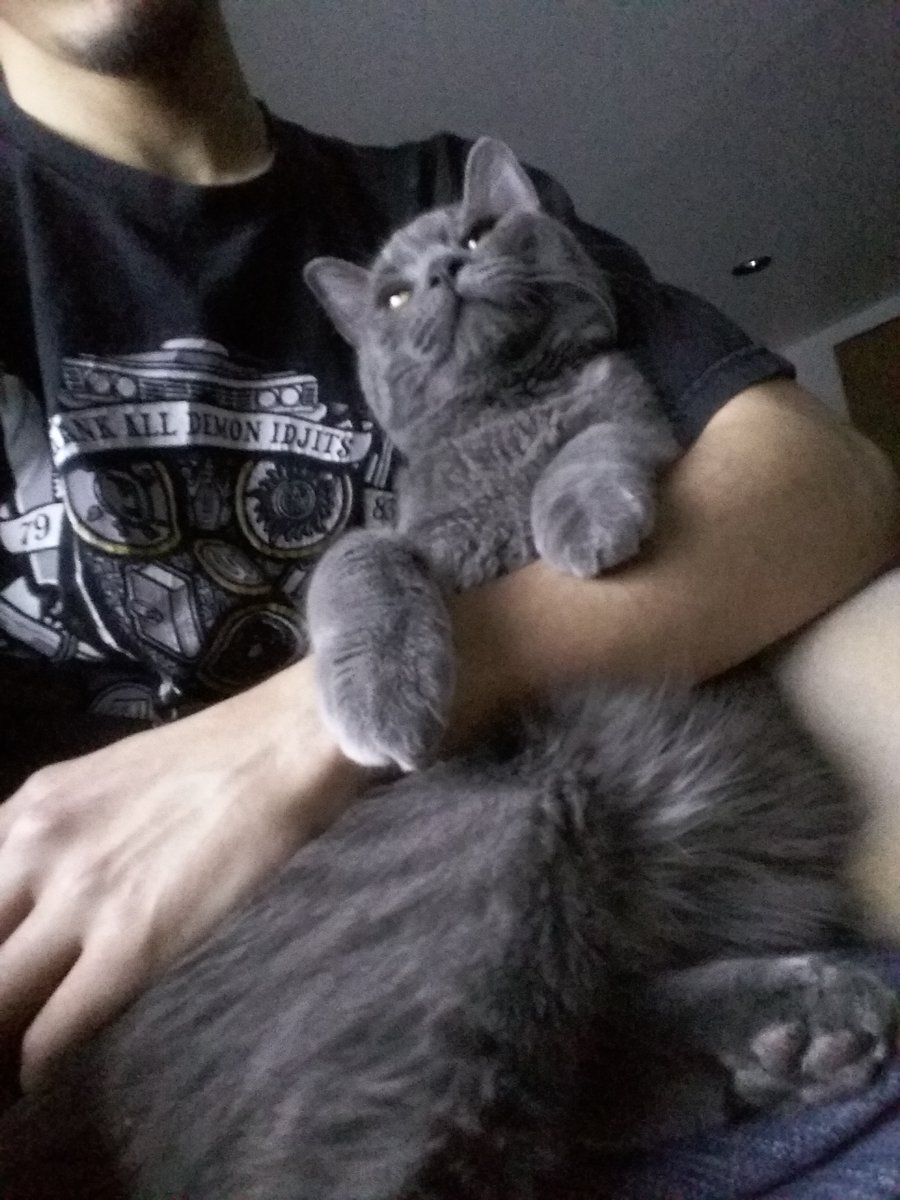 ImSoNiitro's tweet photo. @iFooYa My cat does the same https://t.co/1V8dexbkPD