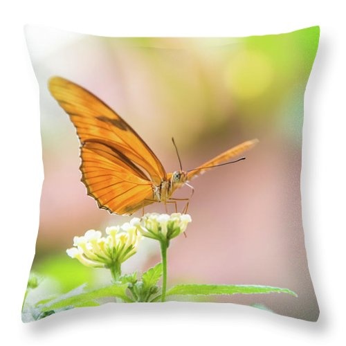 #Butterfly - Julie Heliconian
 Pillow of the Day!
Get it: bit.ly/3AyZLo2
#pillow #homedecor #art #buyintoart #shopearly #pillows #home #interiordesign #home #decor #design #throwpillows #decorativepillows #gifts