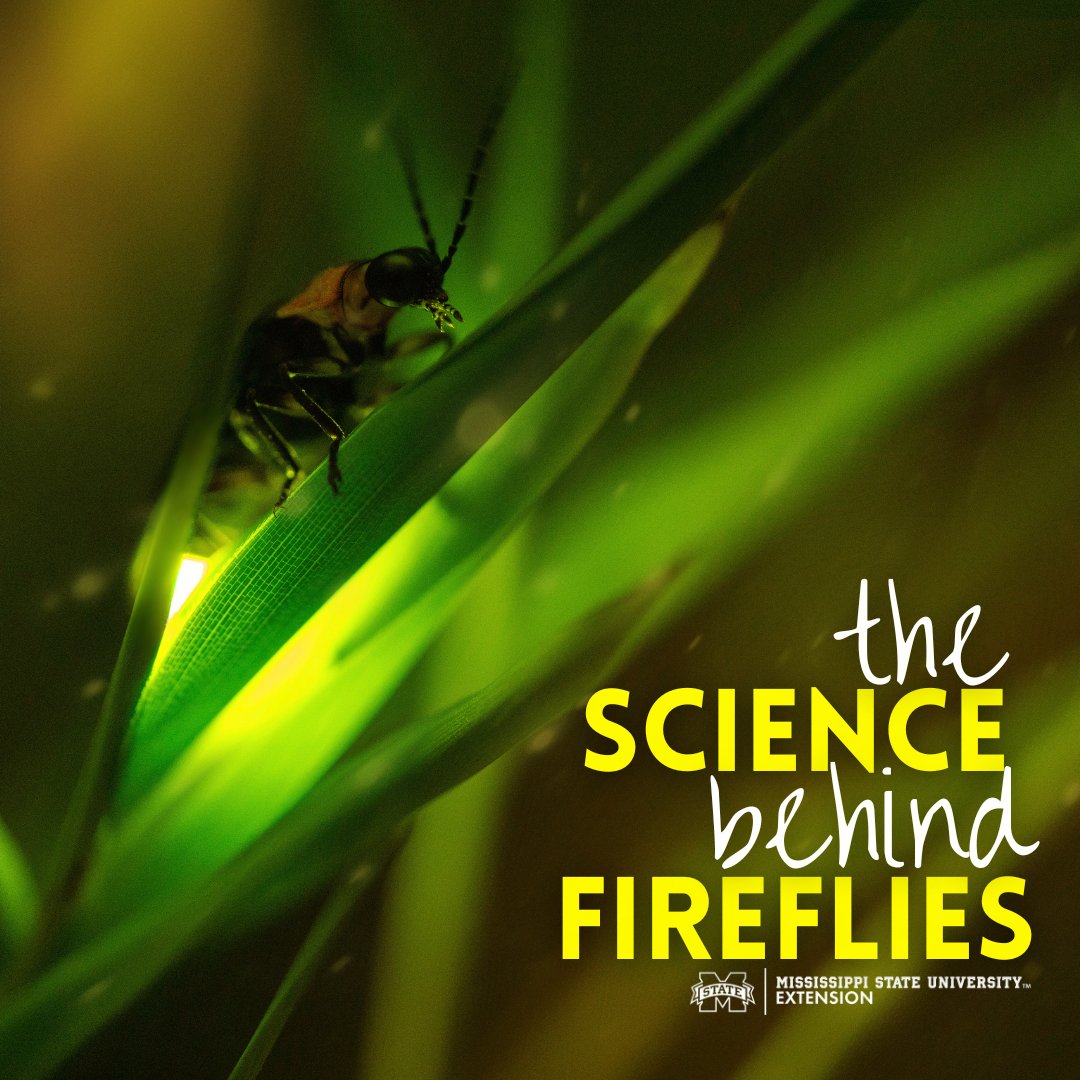 The number one question people have about fireflies is how and why do they light up?

✨The light is created by a chemical reaction that occurs called bioluminescence, allowing them to convert energy into light. 

Find out more: extension.msstate.edu/blog/the-scien… #LearnWithExtension #MSUext