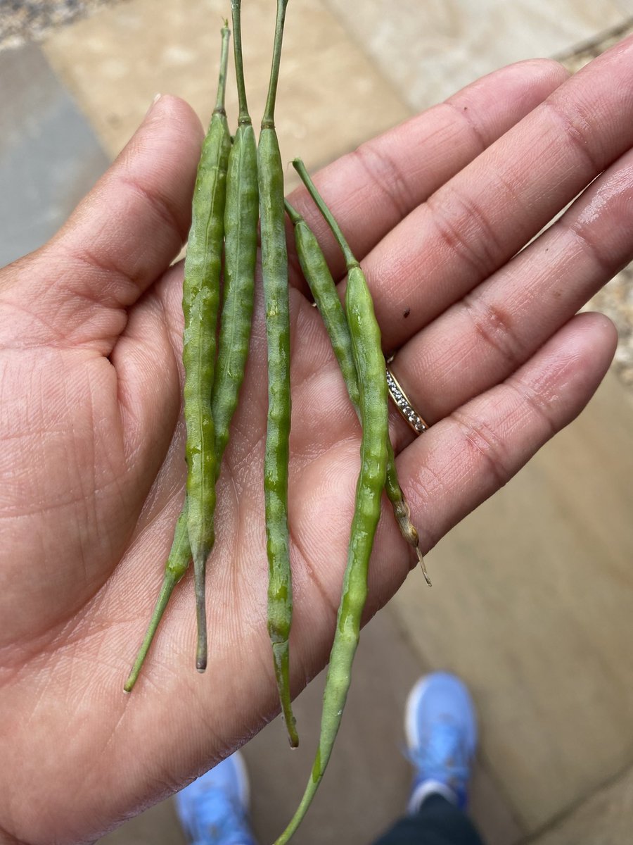 zanzaneet's tweet photo. Rapeseed pods collected on my run yesterday #rapeseed #runningupdate https://t.co/PGpuOe8VnL