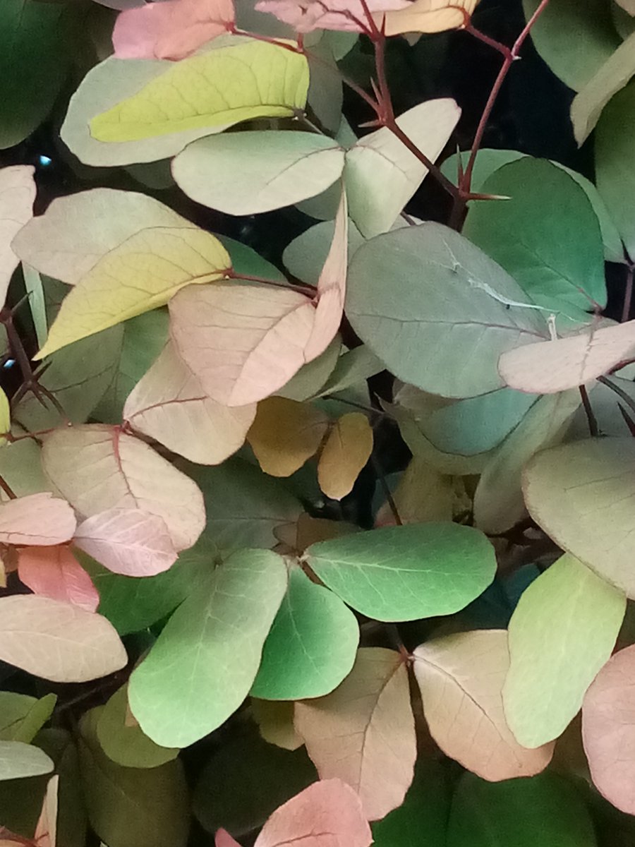 suezeecue's tweet image. Privet hedge... new leaves after rain... #Kingston #Jamaica #TuesdayScenes @djmillerJA @jahmekyagyal @DahliaHarris @CaroleBeckford @simonenclarke @SonjahStanley