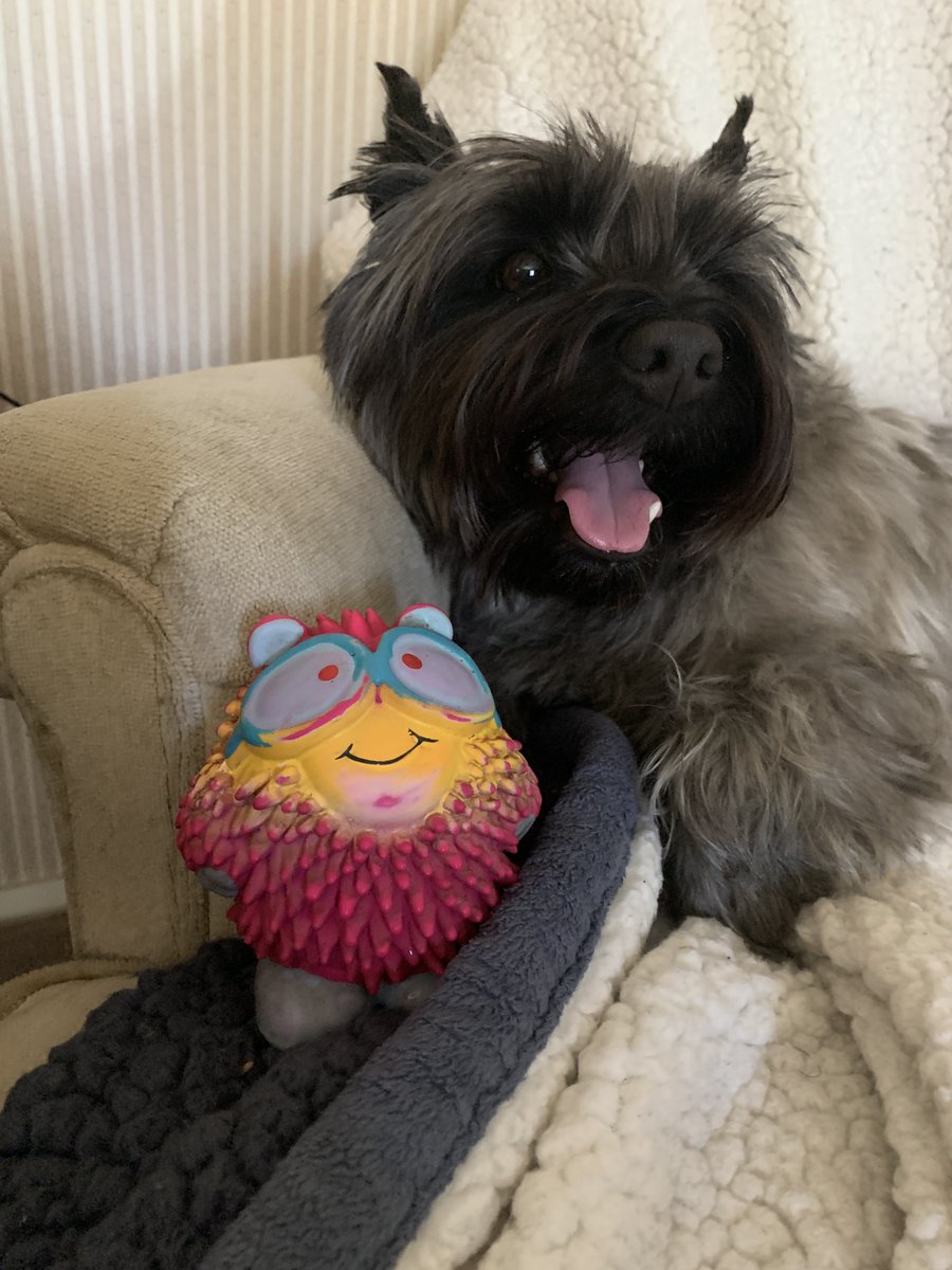 @TtBearWalk Similarly, Ella has only one toy that she wants to play with🥰. It is a squeaky toy. Sometimes she plays only a little while, but if I encourage her, she will often play for several minutes. She likes to run around the house with it and play hide and seek 😊.
#cairnterrier