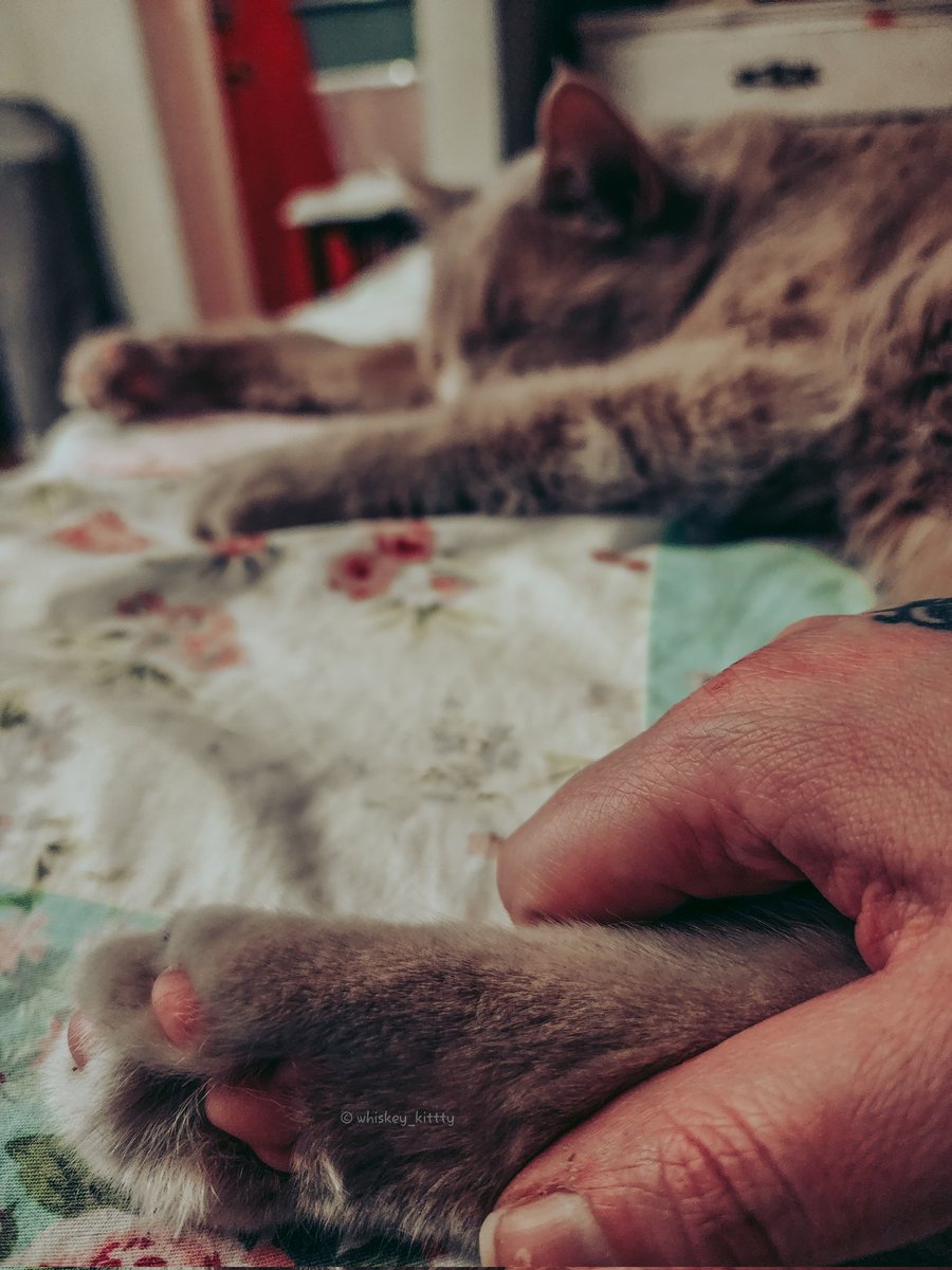 These are the best moments 🧡

#CatsofTwittter #CatsAreFamily #catsofinstagram #CatsOnTwitter #cats