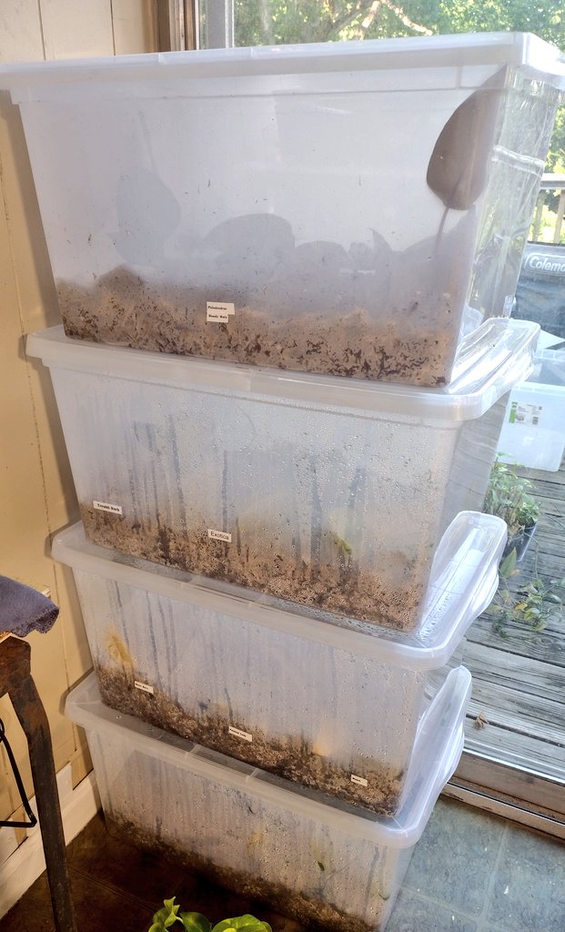 PlantDaddy91's tweet photo. So many #propagations. So little #time.

#SmallBusiness #greenhouse #greenthumb #LED #ledgrowlights #growlights #philodendron #plants https://t.co/NzuqOBTnb3