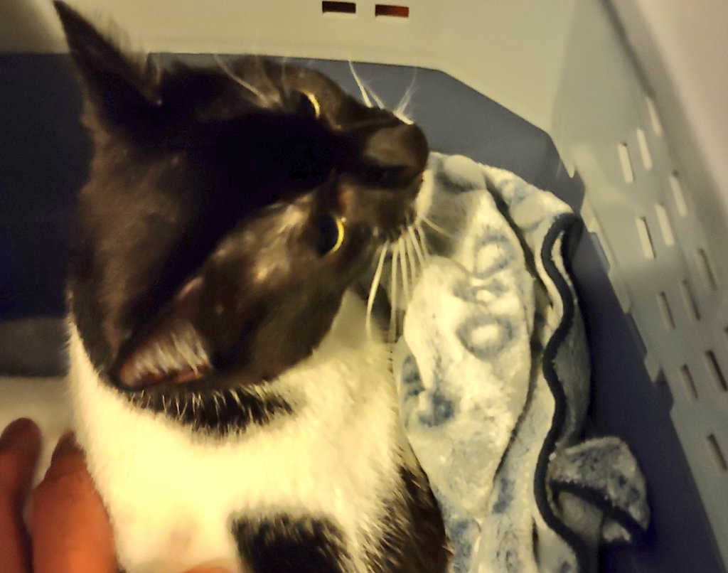 metwic on Twitter "Meet my new baby girl, Abaddon the Despoiler Abby