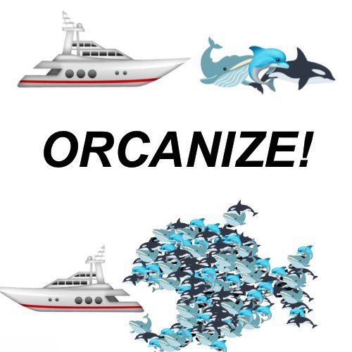 The orcas are recruiting other whales and dolphins to their cause. Let’s go!