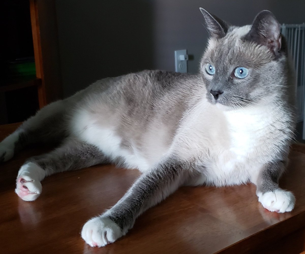 Arya in a ray of sunshine 😻 today in #gentilly #CatsofTwittter #siamesecats #cats