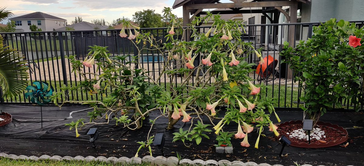 Hi everybody! This is my brugmanzia, better known as angel trumpet. It loves the rain and blooms afterwards. It has rained here in Florida a little bit almost every day. The angel trumpet has an amazing scent which comes out after sunset