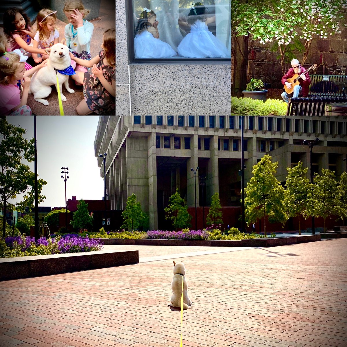 Scenes from an early summer day in downtown Boston.  We caught two little flower girls hiding in the window at the old Ritz and a gentleman playing morning blues while Oda enjoyed the new plantings at City Hall and new fans at the playground.  #bostoncityhall #beaconhill #backbay
