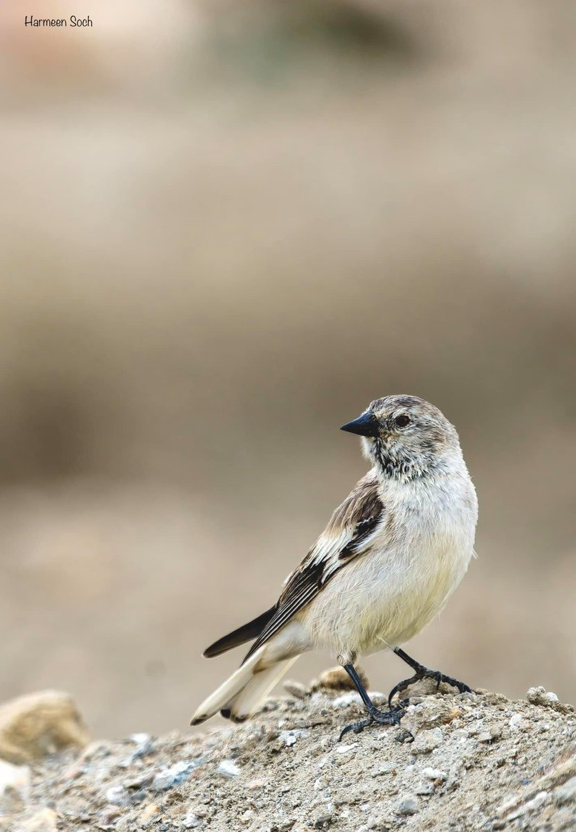 HarmeenSoch's tweet photo. Birds of Ladakh!
Cute, little and swift Black-winged snowfinch! A fidgety, flighty bird that I luckily caught while we were stranded near Tso Kar as our camper had got stuck deep in sand 💕
#TsoKar
#MysticLadakh https://t.co/pK6LpqzKw3