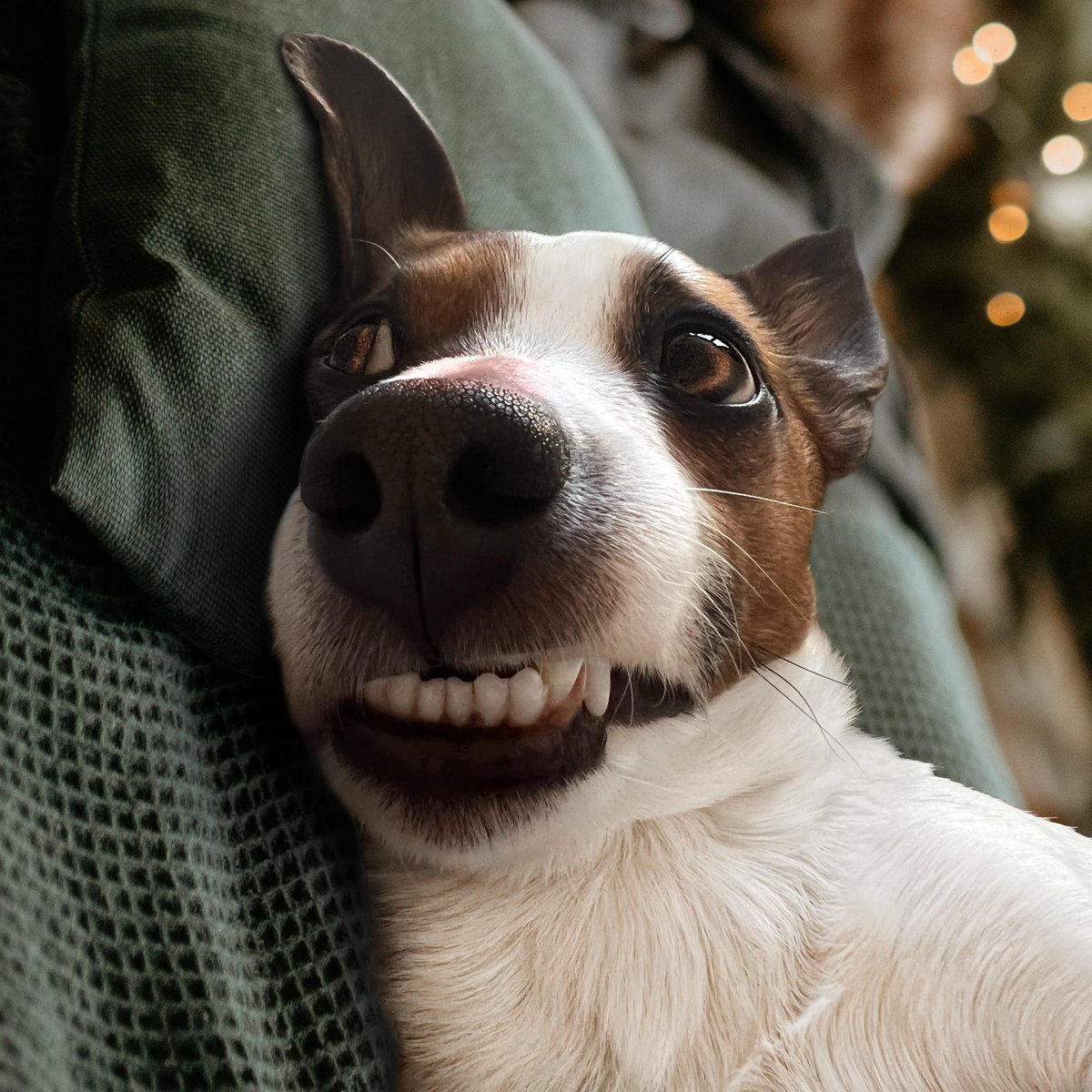 He’s on cloud 9.

#jackrussellnation
#9gag #barked #animalsdoingthings #jrt #jackrusselldog #astro #dogs  #dog  #cute #cuteness #cutenessoverload #doggo #doglovers #doglove #doglife #happydog #dogphotography