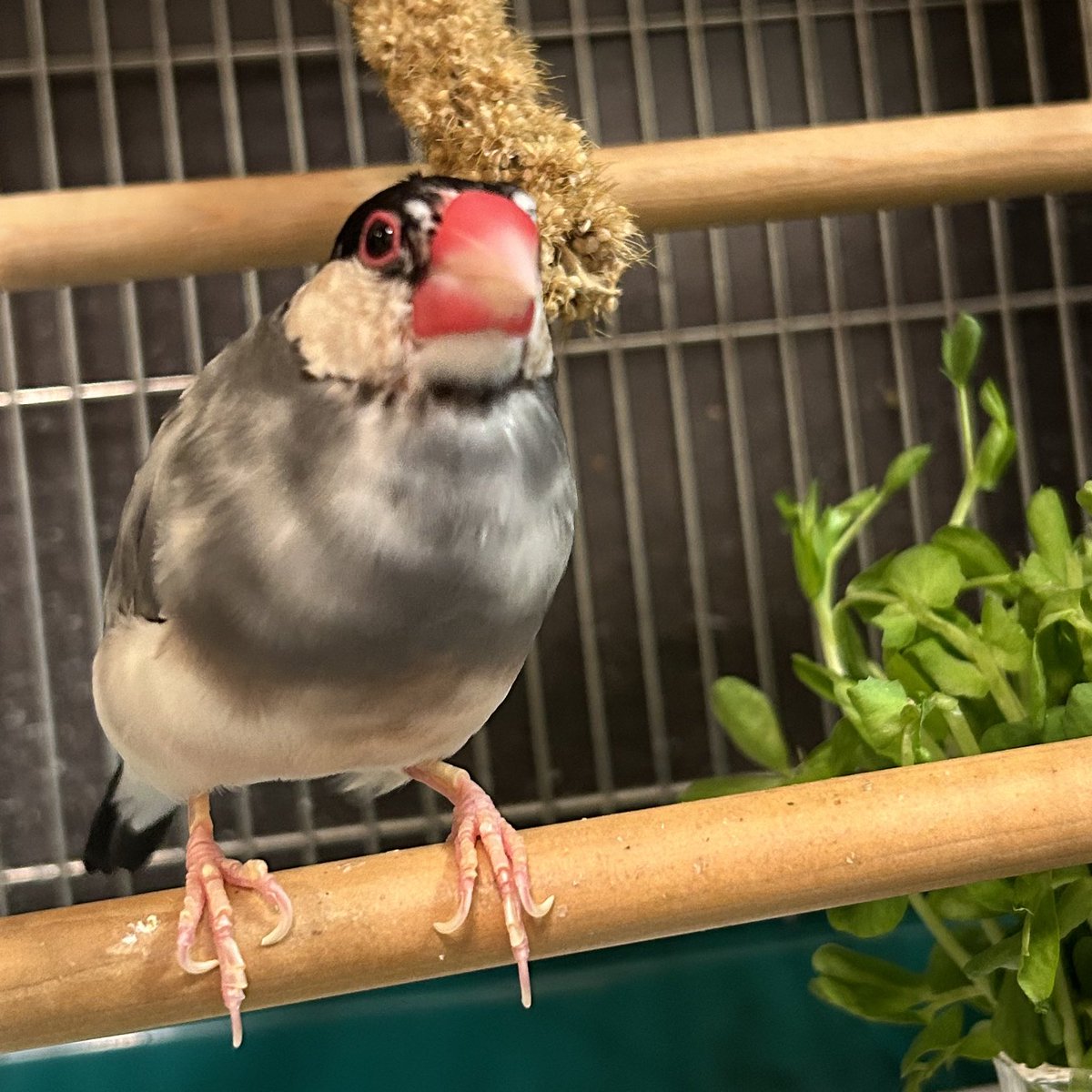 choco200614's tweet photo. 今から、出ます
#文鳥 https://t.co/e6zieIJu8t